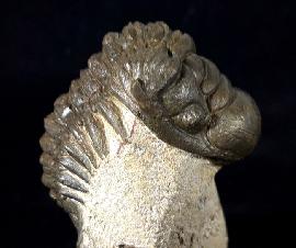 Trilobiten - Marokko - Crotalocephalina gibbus (BEYRICH 1845)